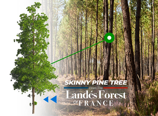skinny pine trees - Landes forest of France